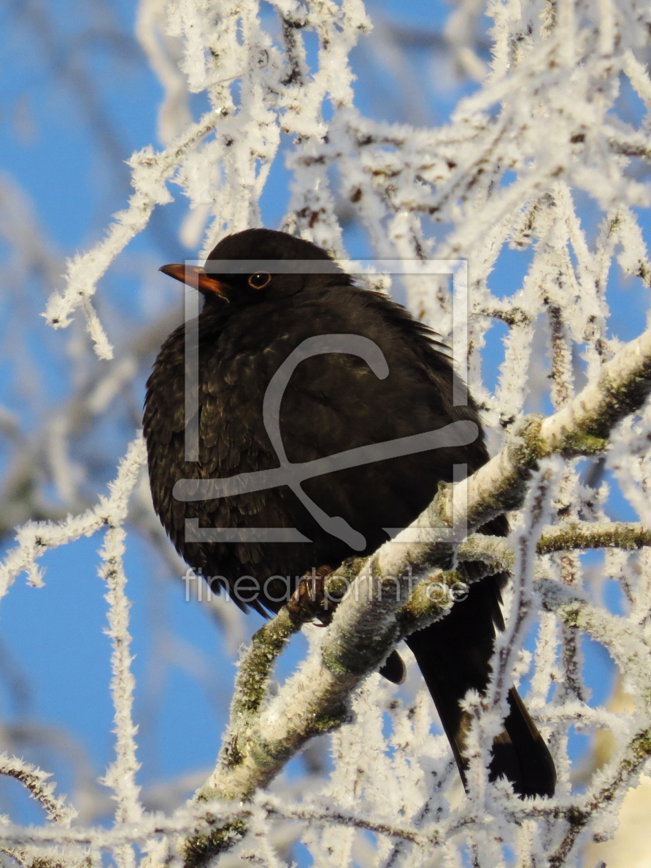 Bild-Nr.: 10770515 Winterruhe... erstellt von Ostfriese