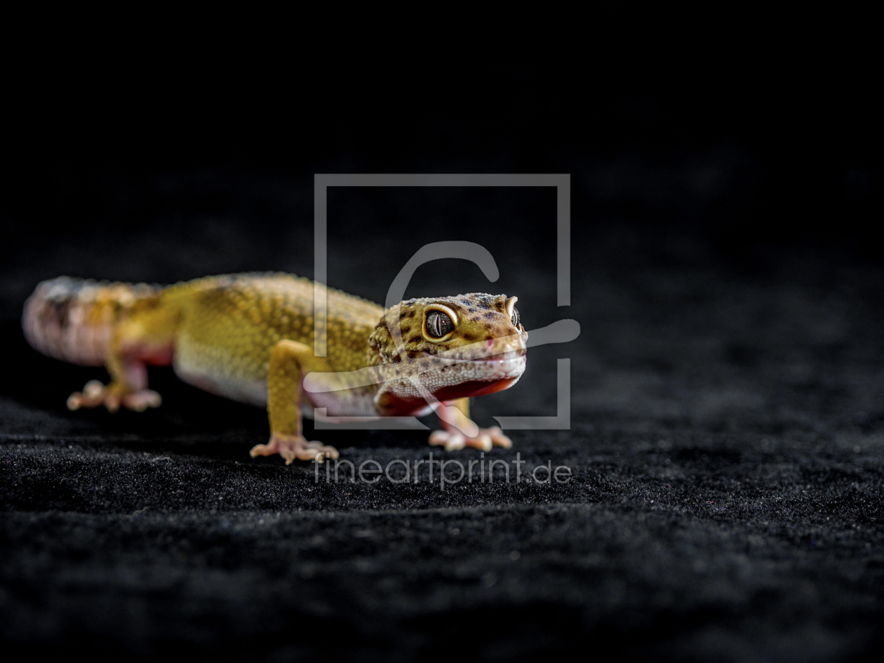 Bild-Nr.: 10771167 Leopardgecko 1 erstellt von DolSys
