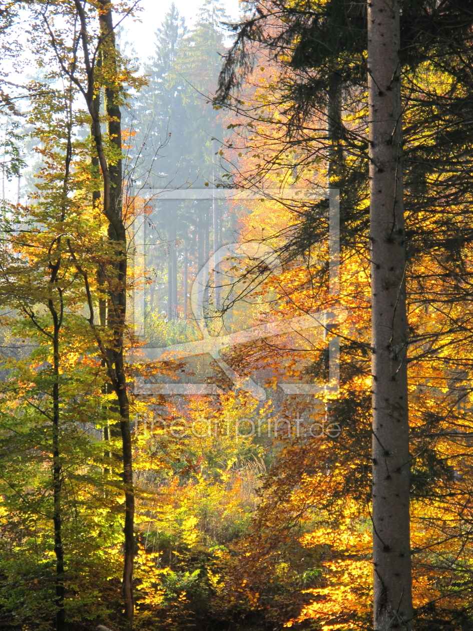 Bild-Nr.: 10771223 Herbstwald erstellt von MS