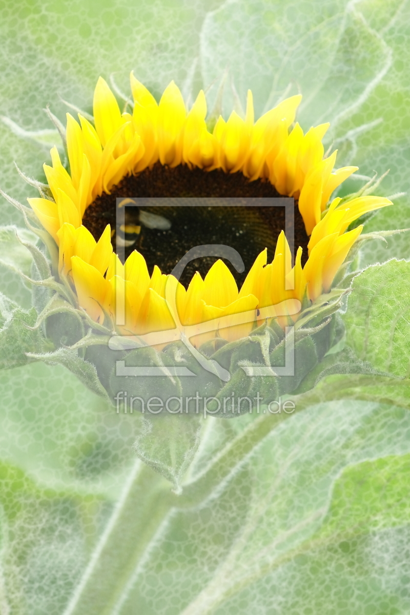 Bild-Nr.: 10772089 Sonnenblume erstellt von Christine Bässler