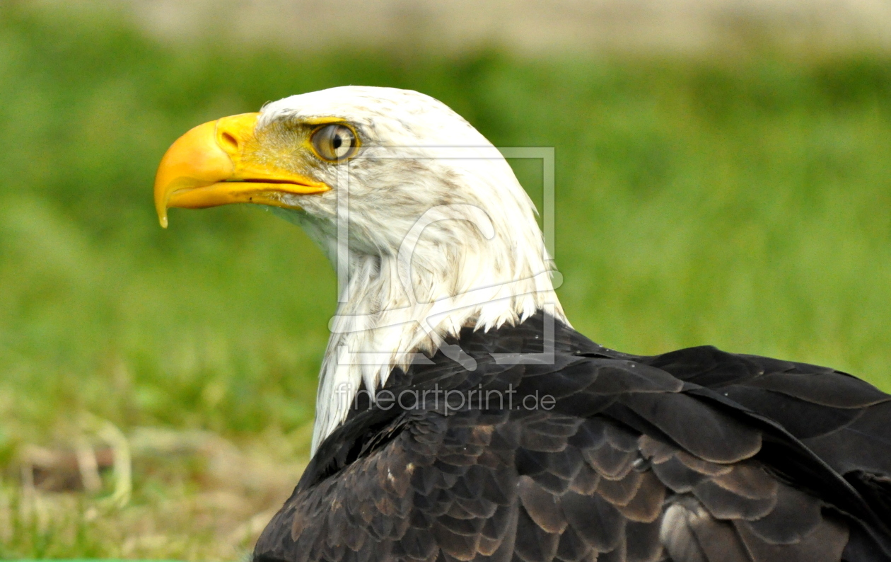 Bild-Nr.: 10772131 Weisskopfseeadler erstellt von GUGIGEI