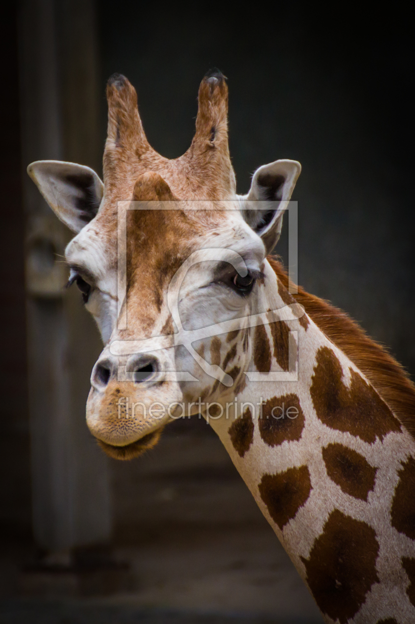 Bild-Nr.: 10772529 Giraffenportrait erstellt von fotheo