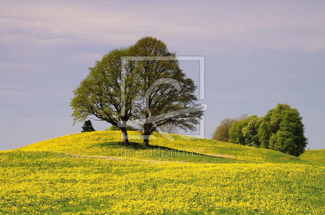 Bild-Nr.: 10772635 Frühling im Allgäu erstellt von Gerhard726