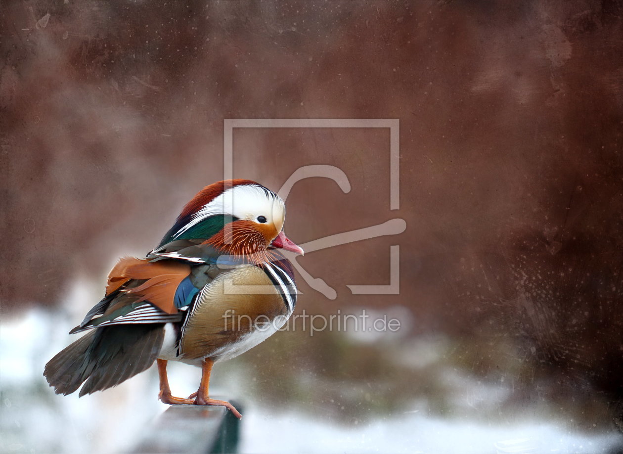 Bild-Nr.: 10773671 Mandarinente (Aix galericulata)  erstellt von Heike Hultsch