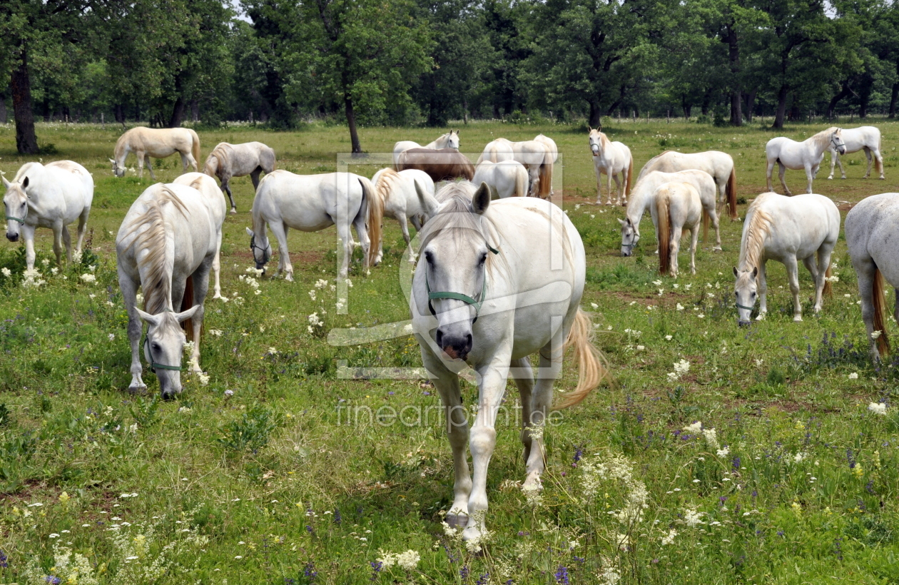 Bild-Nr.: 10774381 WEISSE HERDE erstellt von GUGIGEI