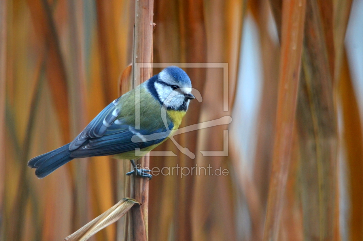 Bild-Nr.: 10775145 Die Blaumeise.. erstellt von Ostfriese