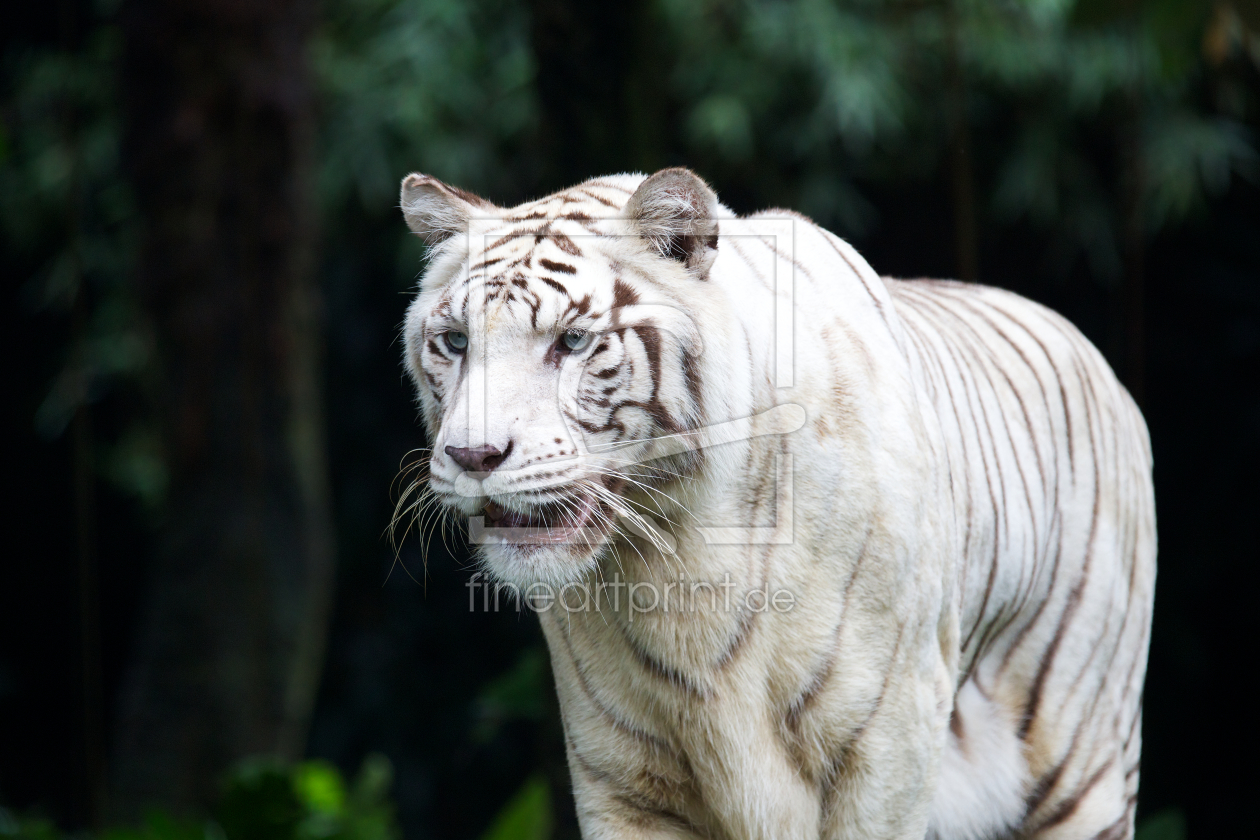 Bild-Nr.: 10775405 Anmutiger Weißer Tiger erstellt von danielgiesenphotography