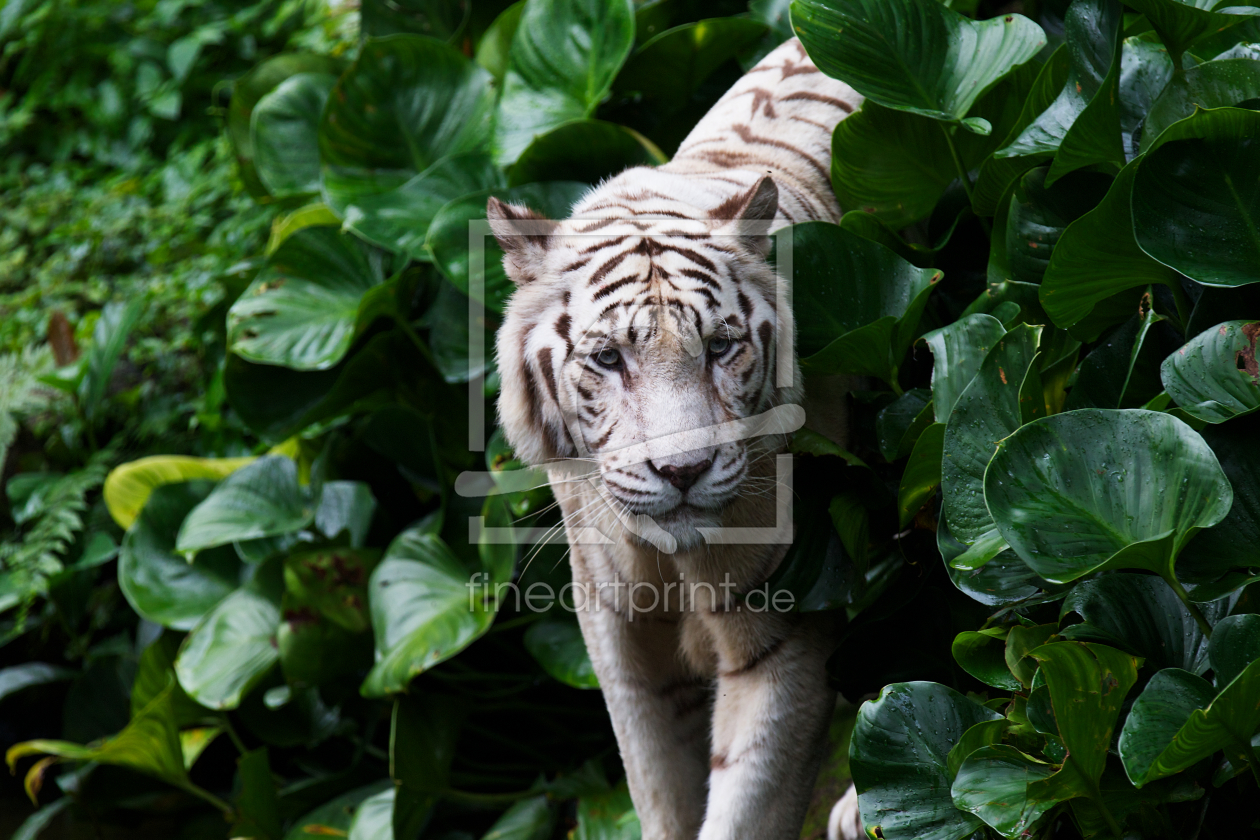 Bild-Nr.: 10775407 Schöner Weißer Tiger erstellt von danielgiesenphotography