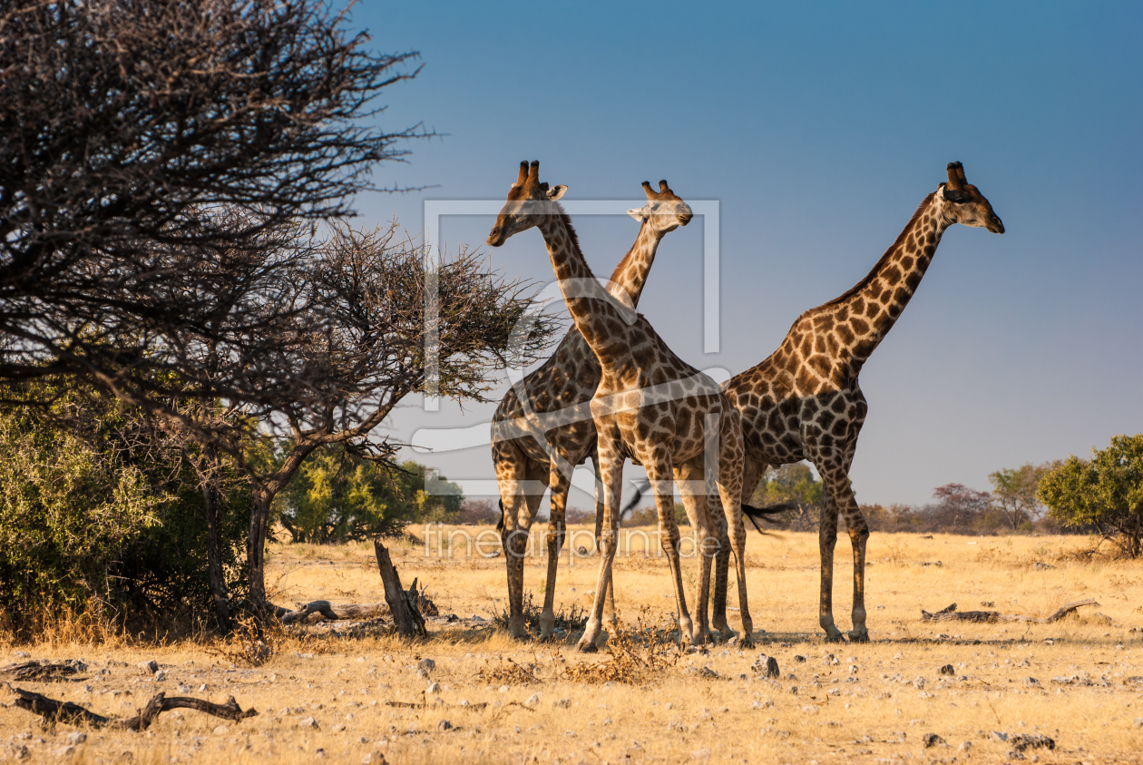 Bild-Nr.: 10779819 Giraffen erstellt von Frank Walter