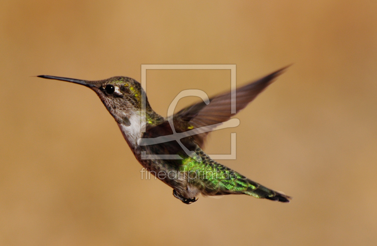 Bild-Nr.: 10780723 Kolibri im Flug erstellt von Octopus8