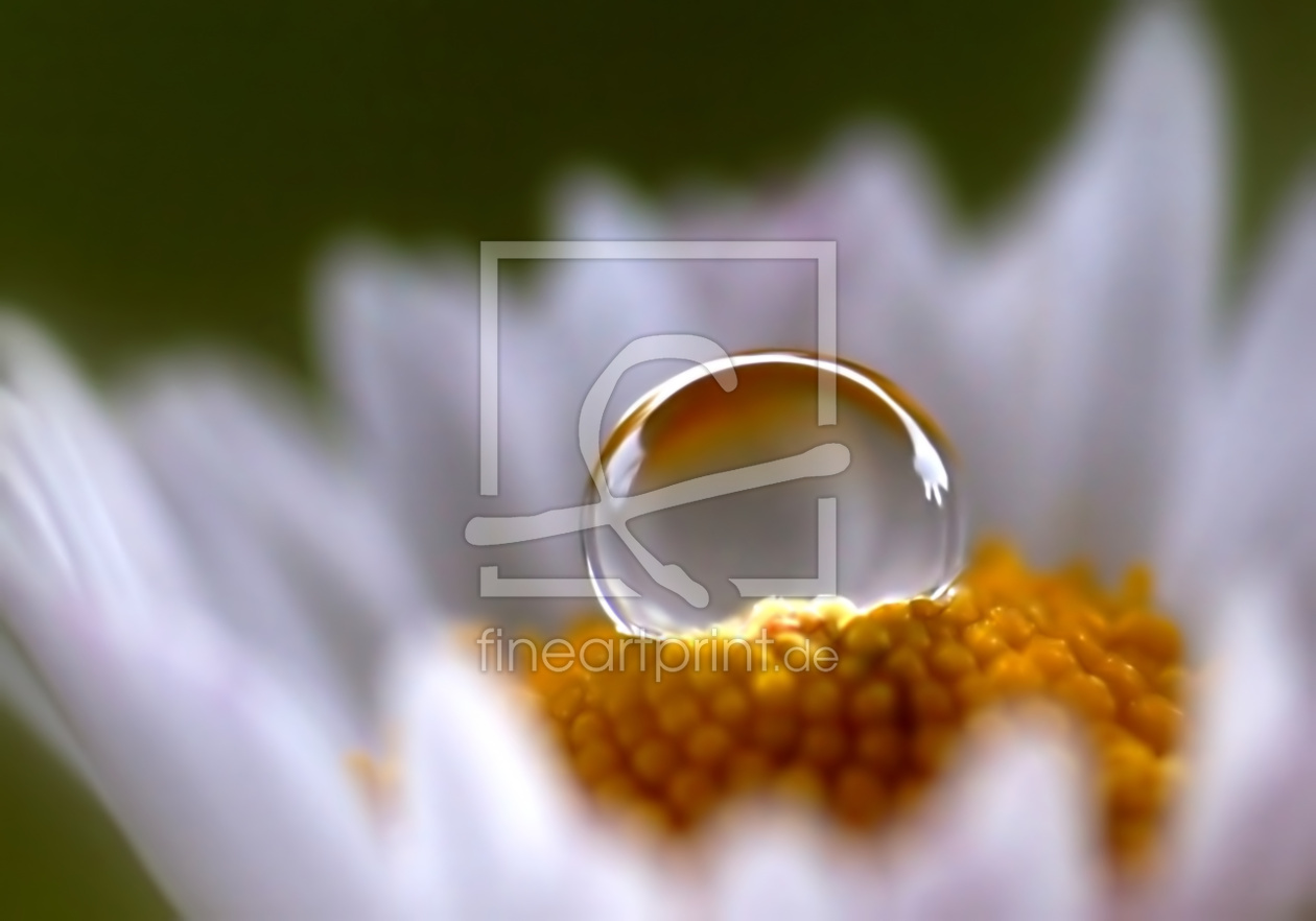 Bild-Nr.: 10781433 Daisy erstellt von youhaveadream