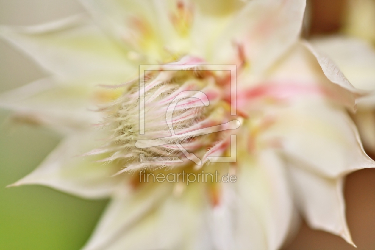 Bild-Nr.: 10782115 Traumhafte Blüte erstellt von falconer59