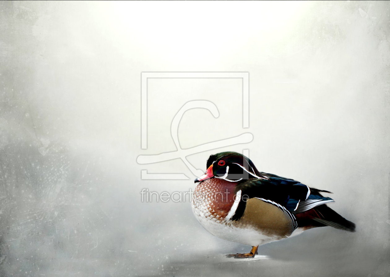 Bild-Nr.: 10782711 Ente im Schnee erstellt von Heike Hultsch
