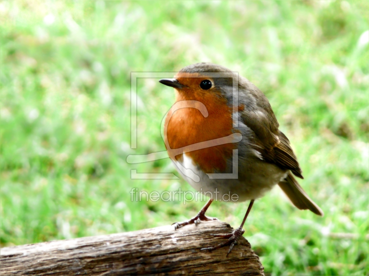 Bild-Nr.: 10783363 Rotkehlchen.... erstellt von Ostfriese