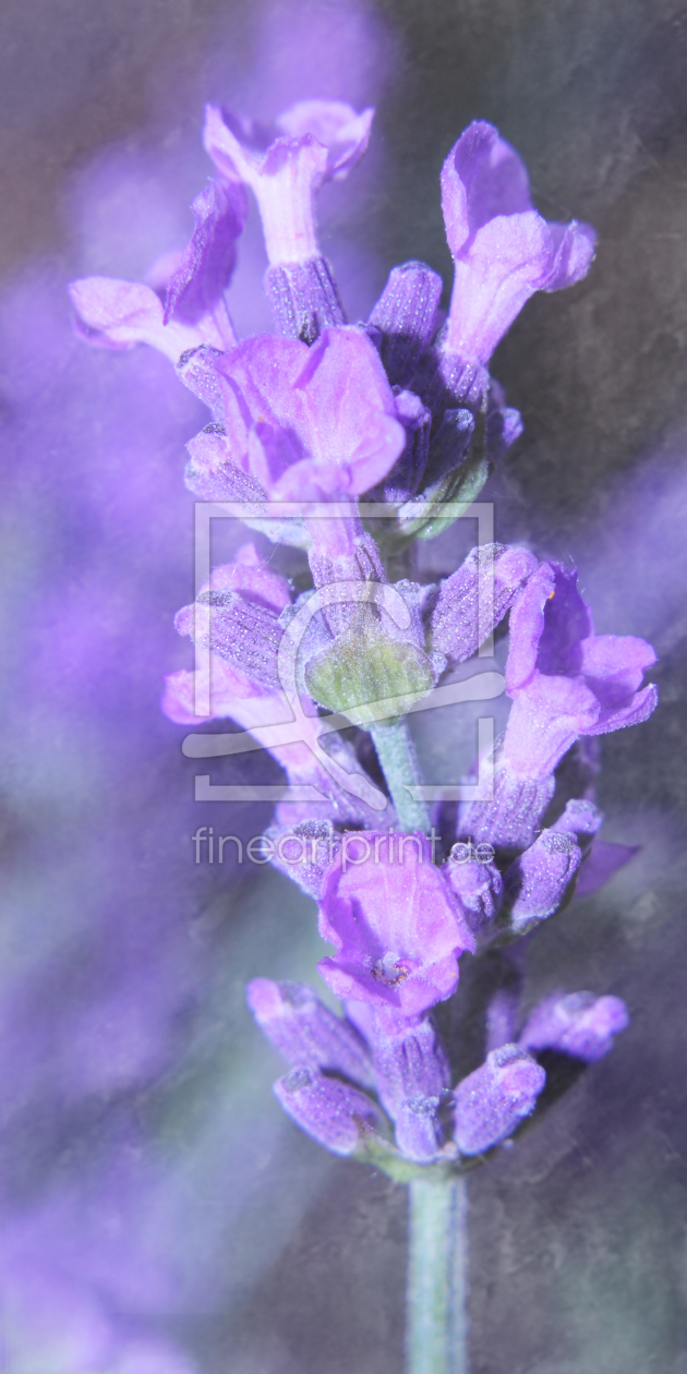 Bild-Nr.: 10783817 Lavendel erstellt von Christine Bässler