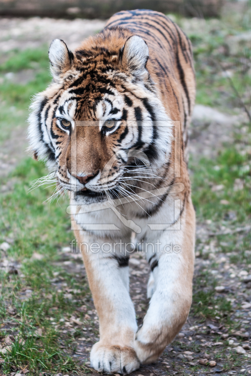 Bild-Nr.: 10787917 Siberischer Tiger erstellt von pciebilski