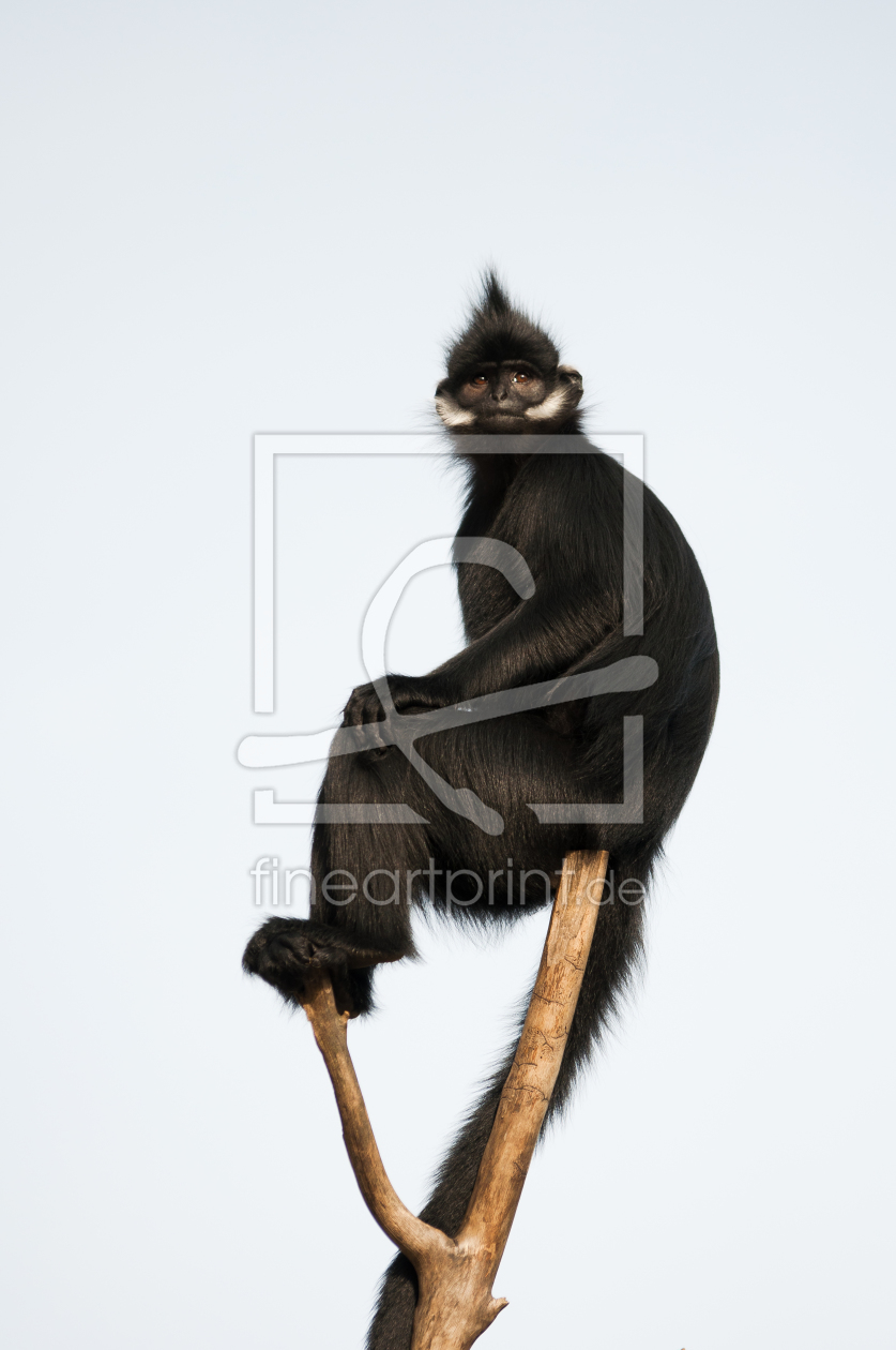 Bild-Nr.: 10787923 Affe auf dem Baum erstellt von pciebilski