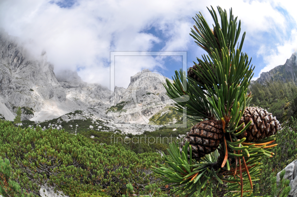 Bild-Nr.: 10789277 Latschenkiefer in den Alpen erstellt von RobertHuegelraucher