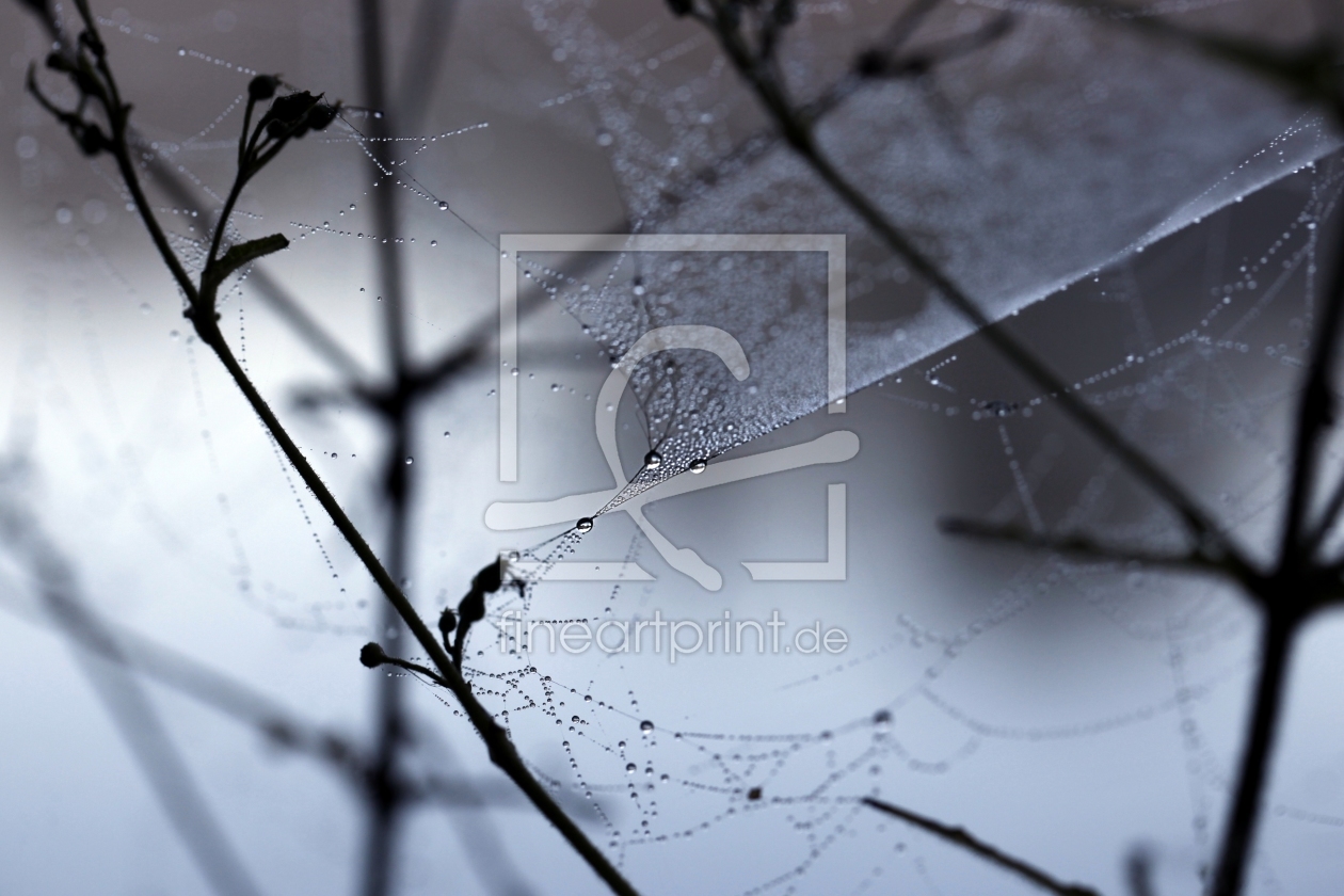 Bild-Nr.: 10791697 Morgentau im Spinnennetz erstellt von Renate Knapp