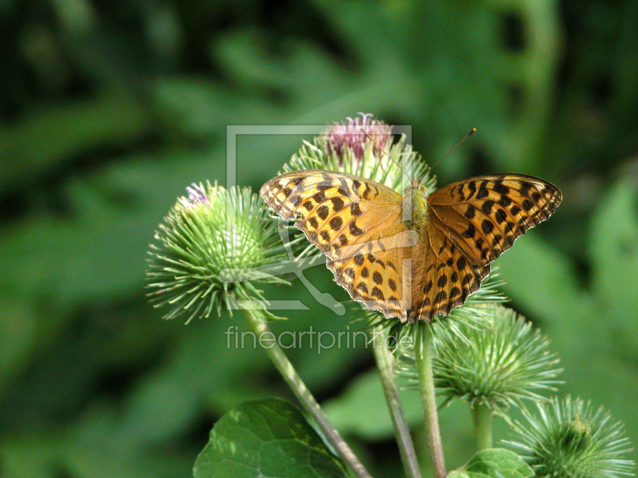 Bild-Nr.: 10791875 Kaisermantel Schmetterling auf Distel erstellt von Grafik-Dienst