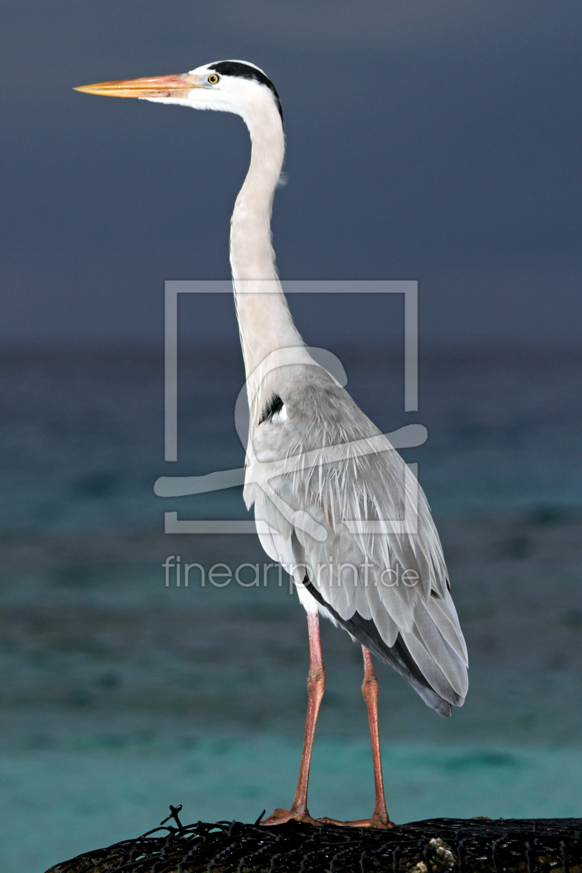 Bild-Nr.: 10793793 Vogel am Meer erstellt von Norman  Kiel
