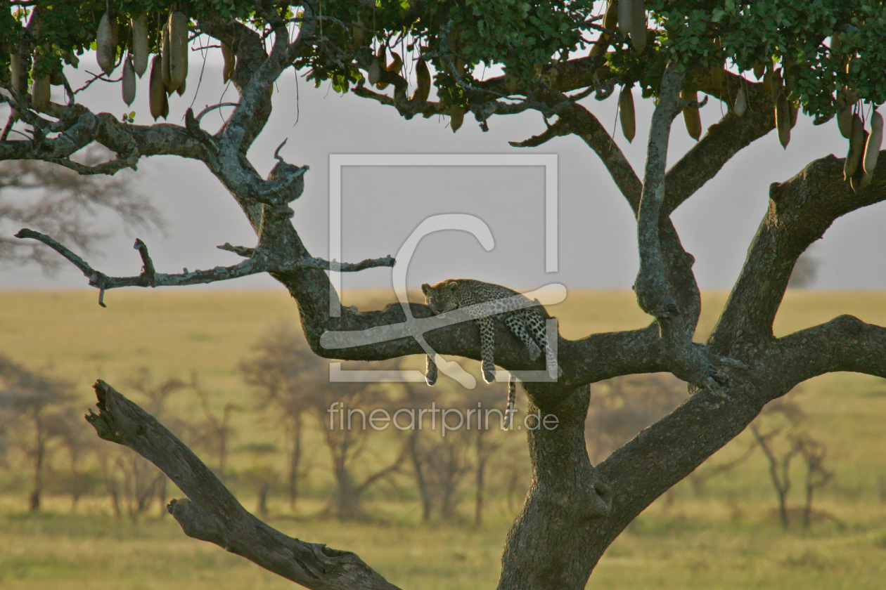 Bild-Nr.: 10794787 Relaxing Leopard erstellt von Weltenbummel