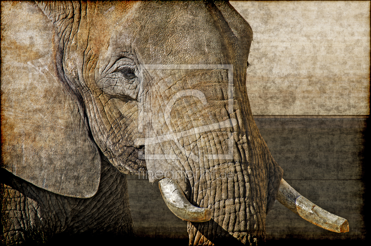 Bild-Nr.: 10795085 Elephant erstellt von Leopold-Brix