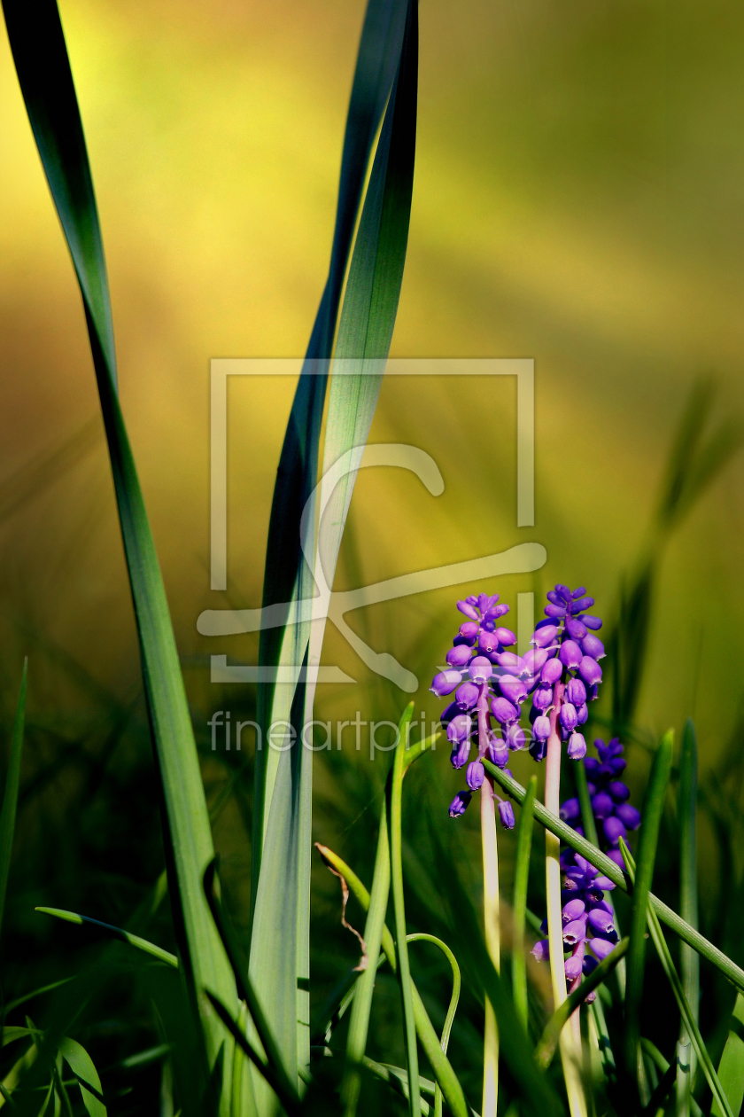 Bild-Nr.: 10797571 Wilde Muscari erstellt von Thomas Herzog