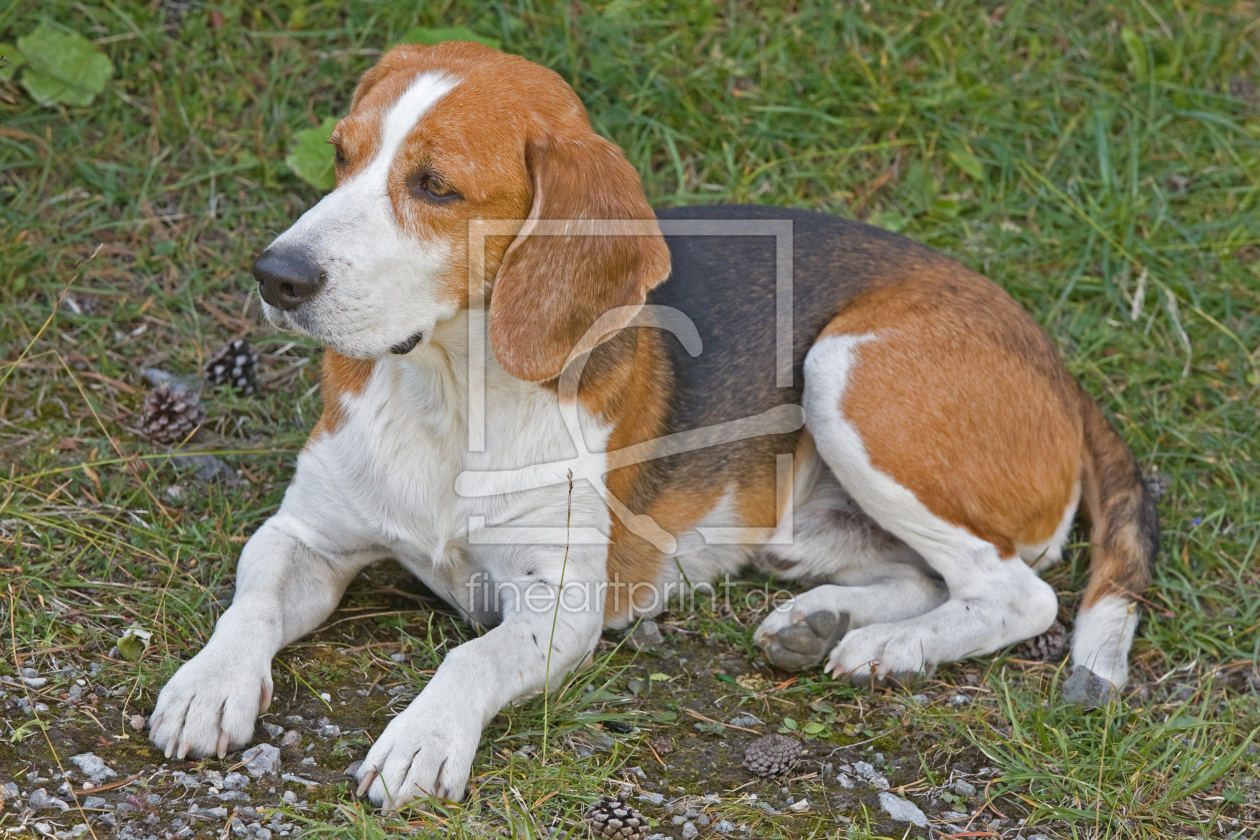 Bild-Nr.: 10798159 Beagle erstellt von EderHans