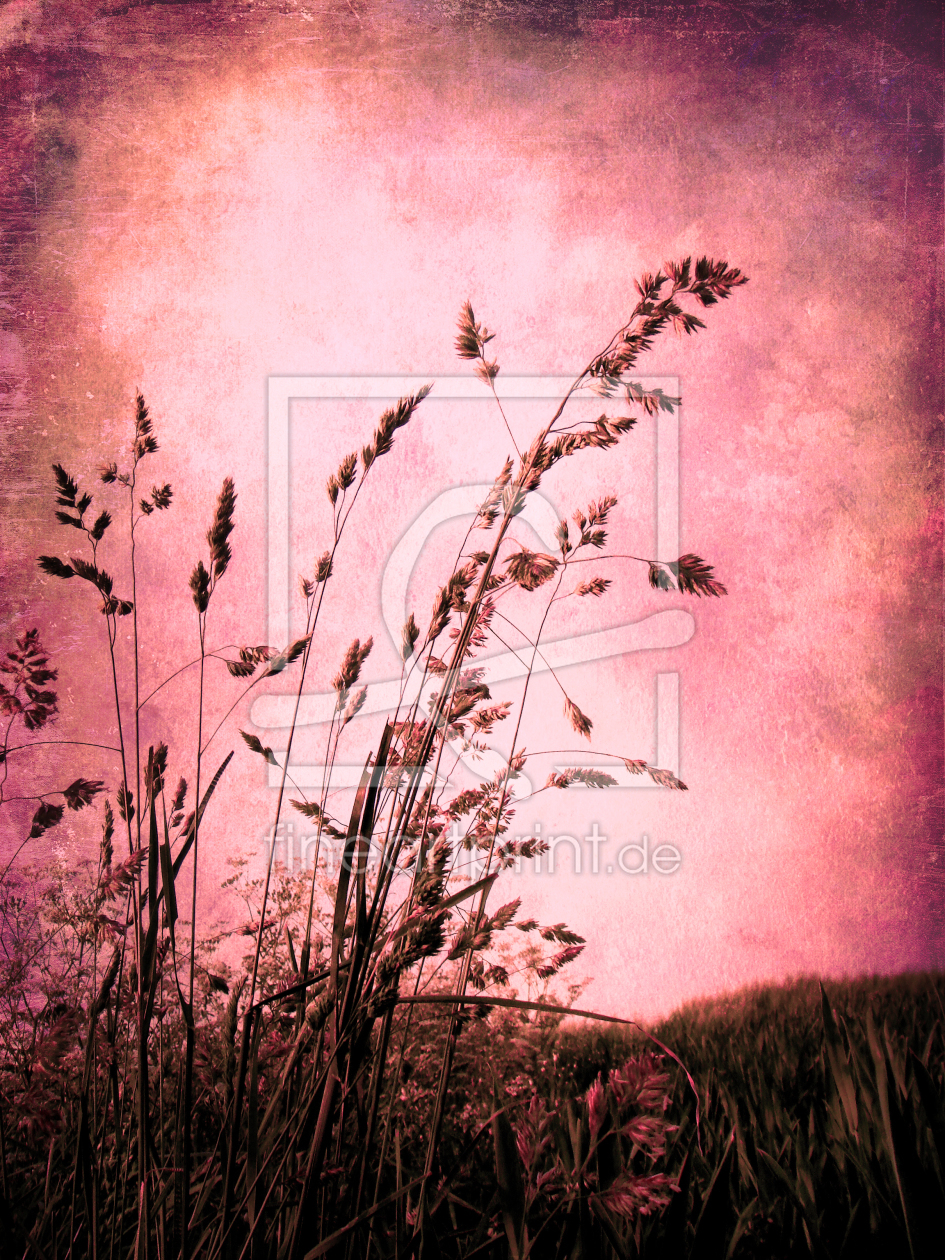 Bild-Nr.: 10798357 Pink grasses erstellt von yammay