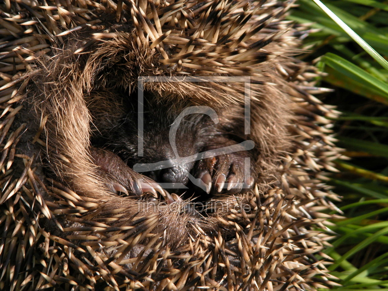 Bild-Nr.: 10798937 Igel in der Abendsonne erstellt von Grafik-Dienst
