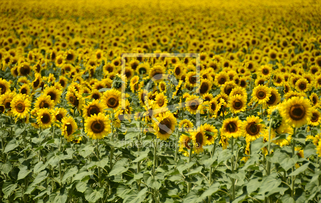 Bild-Nr.: 10799387 Sunflowers erstellt von manata