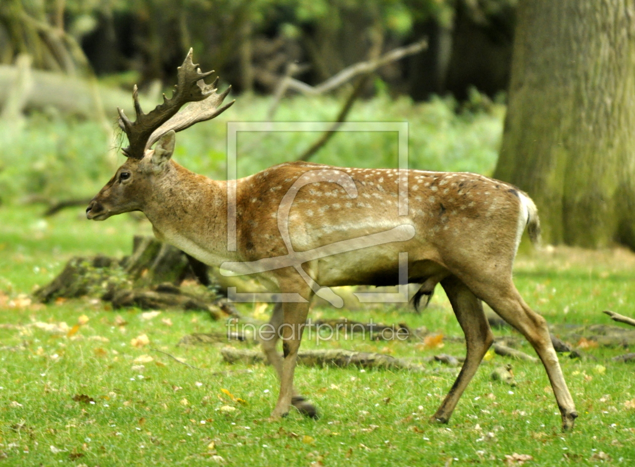 Bild-Nr.: 10799457 DAMHIRSCH erstellt von GUGIGEI