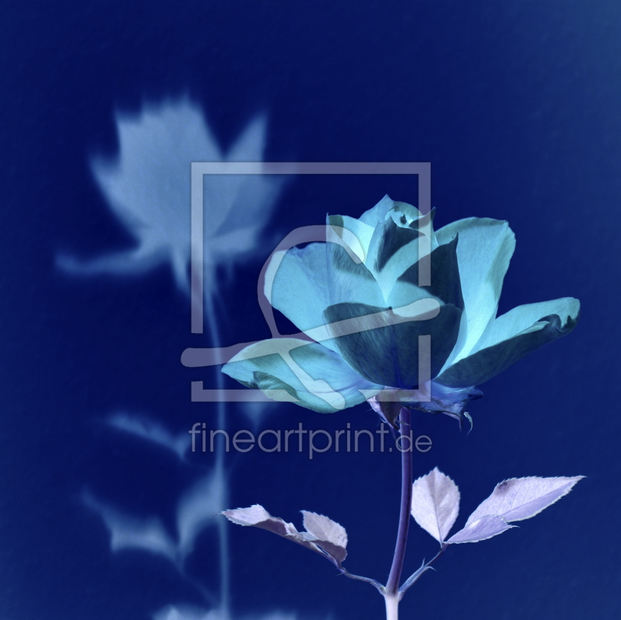 Bild-Nr.: 10800591 Die blaue Rose erstellt von GUGIGEI