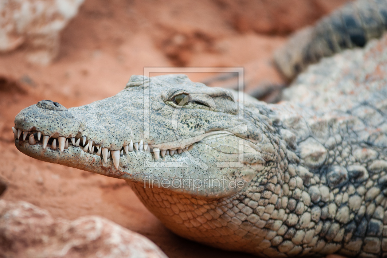 Bild-Nr.: 10801307 Krokodil erstellt von pciebilski