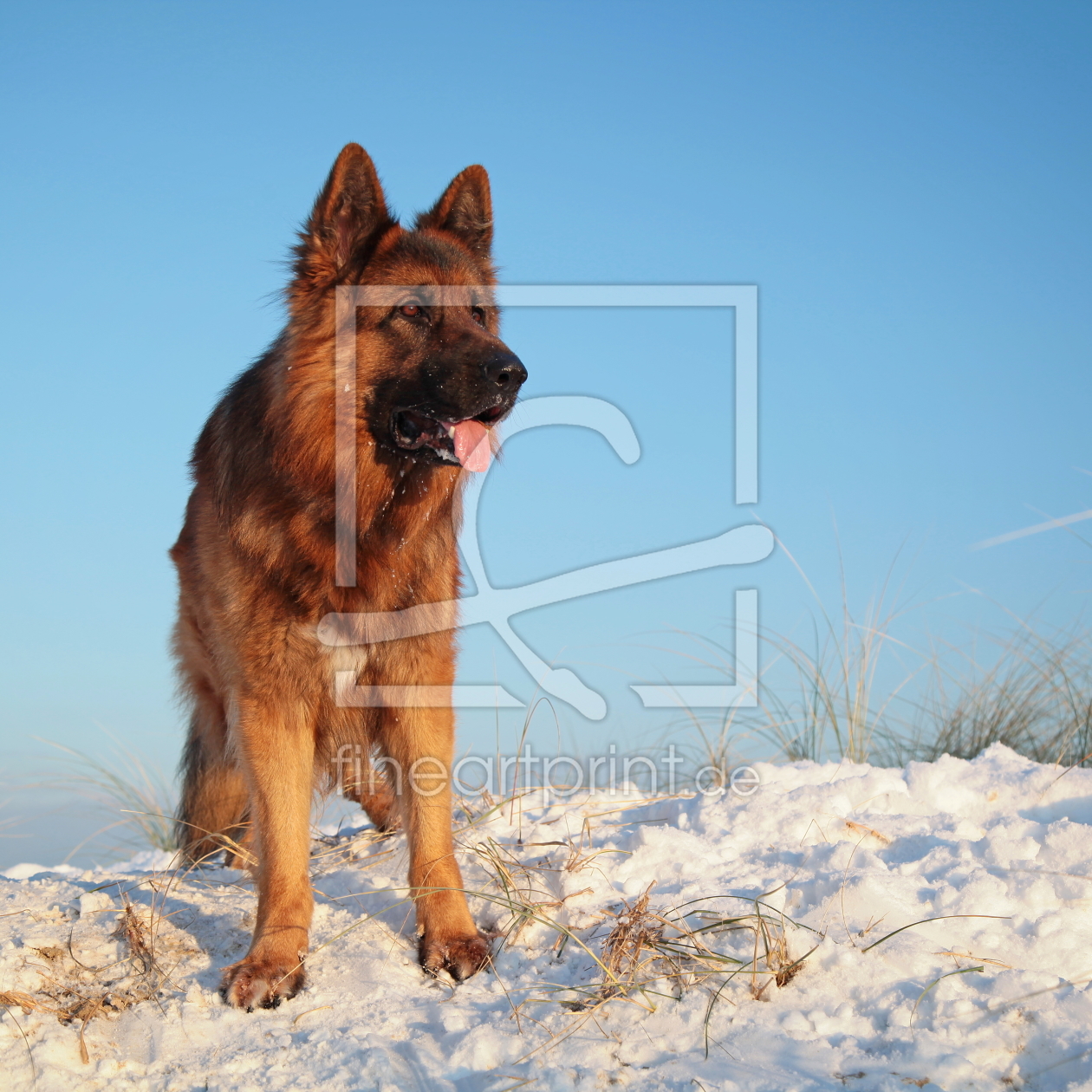 Bild-Nr.: 10802141 Rufus erstellt von FotoDeHRO