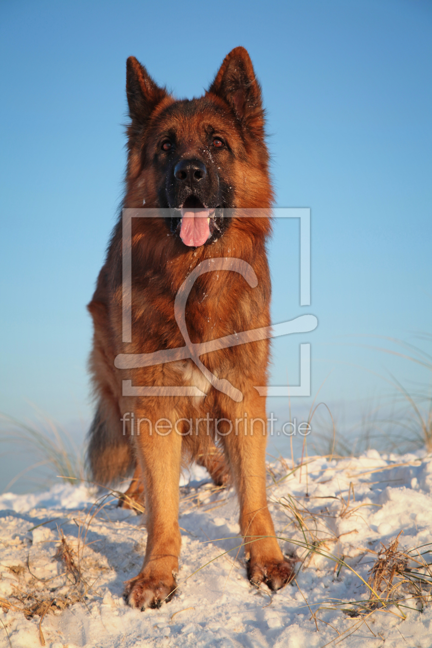 Bild-Nr.: 10802287 Rufus erstellt von FotoDeHRO