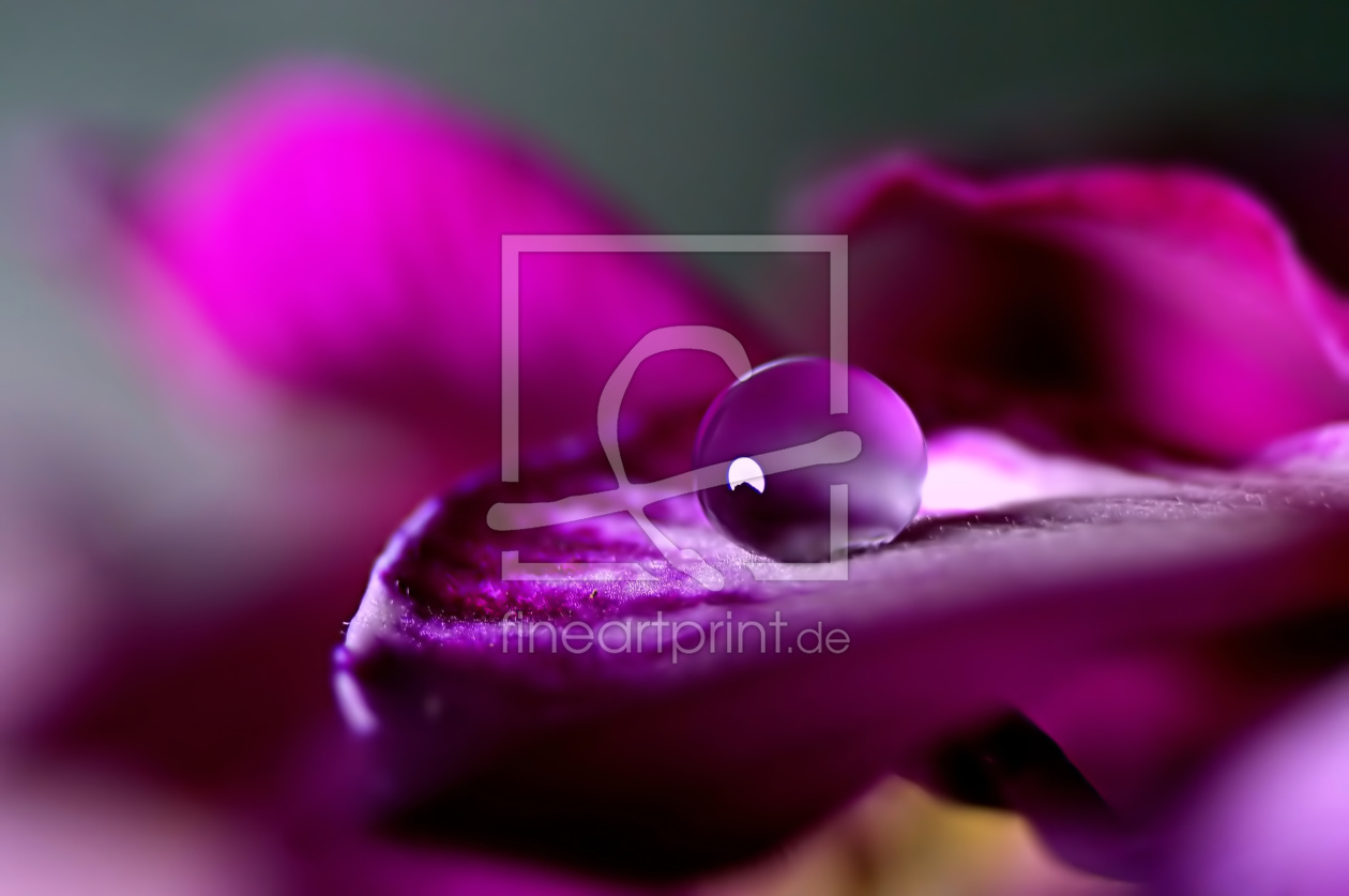 Bild-Nr.: 10805745 Blüten-Muschel erstellt von youhaveadream