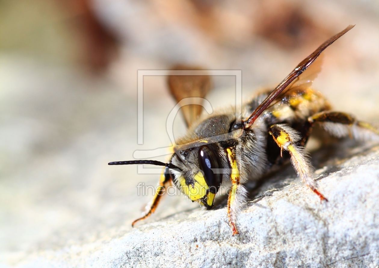 Bild-Nr.: 10806317 Garten-Wollbiene erstellt von falconer59