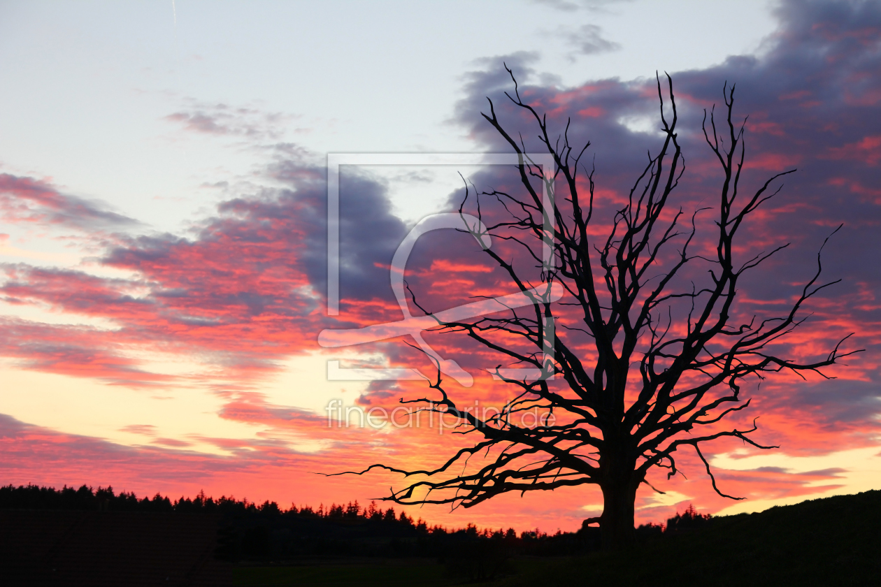 Bild-Nr.: 10807913 Geisterbaum im Abendrot erstellt von SusaZoom