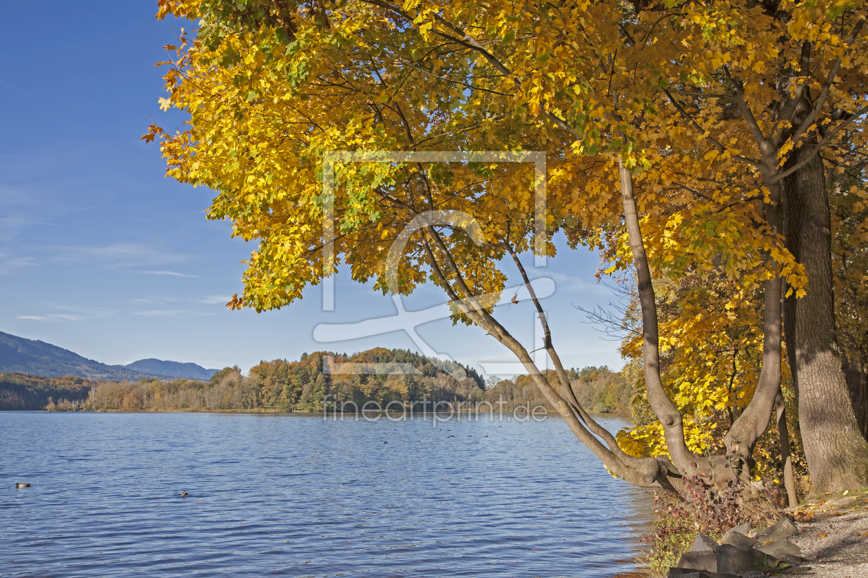 Bild-Nr.: 10812283 Herbst am Staffelsee erstellt von EderHans