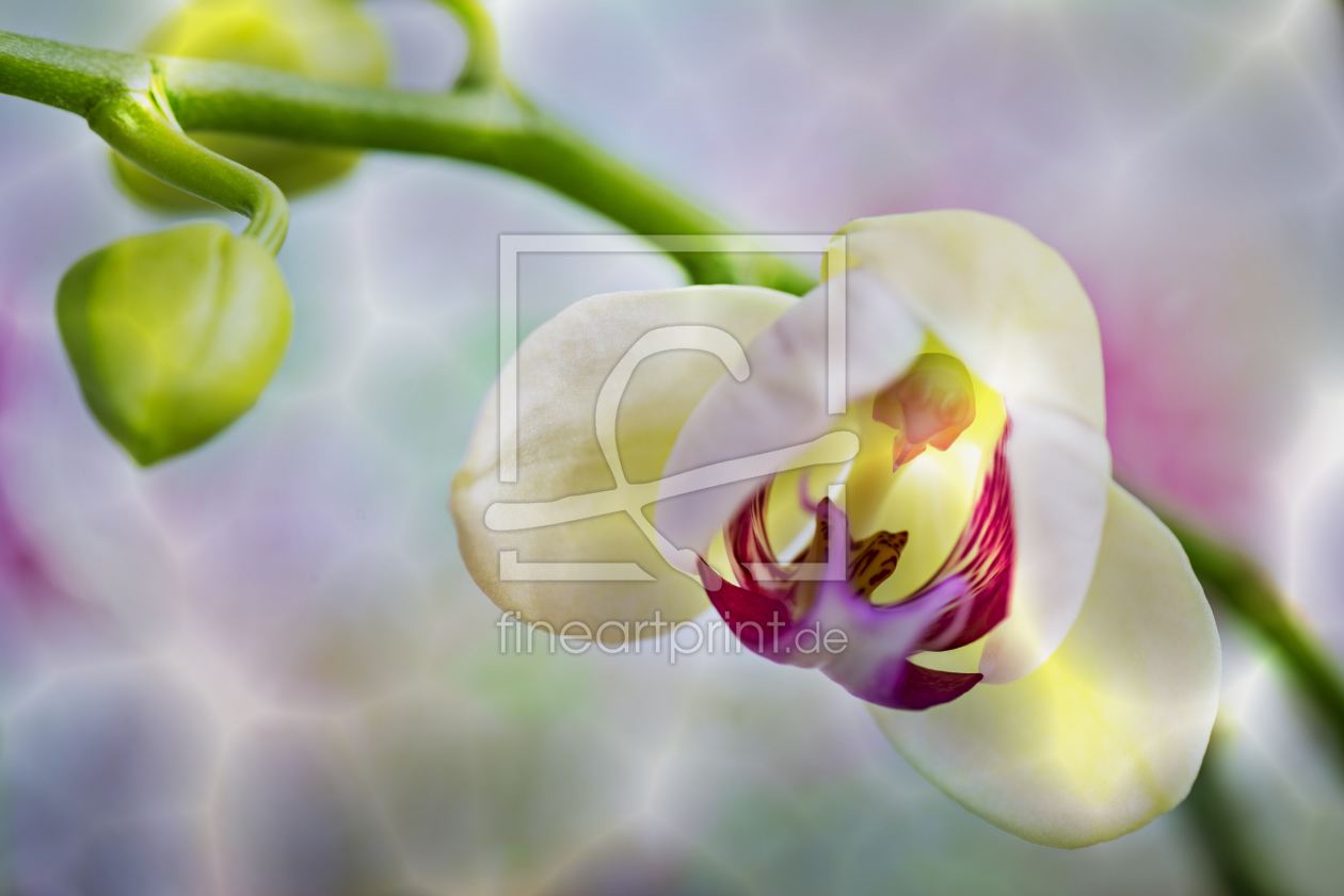 Bild-Nr.: 10813075 Orchidee erstellt von Fuchsmedia