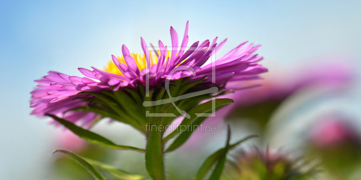 Bild-Nr.: 10813331 Aster erstellt von Atteloi