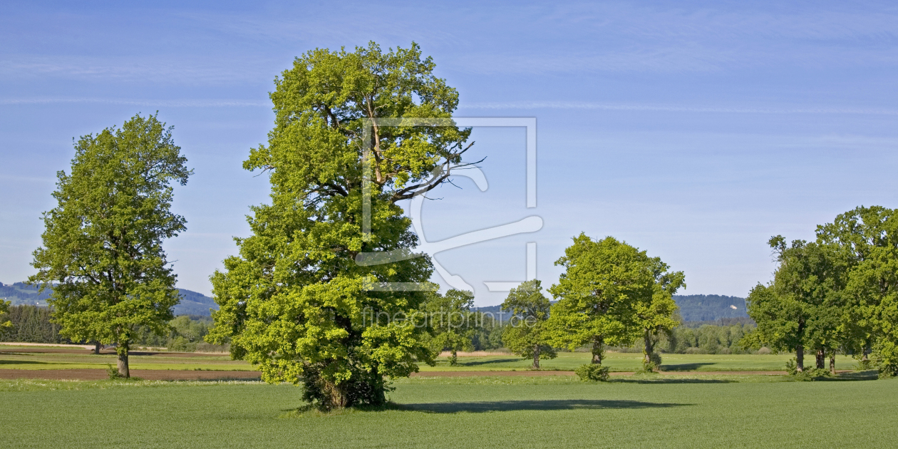 Bild-Nr.: 10813425 Wiesenlandschaft erstellt von EderHans