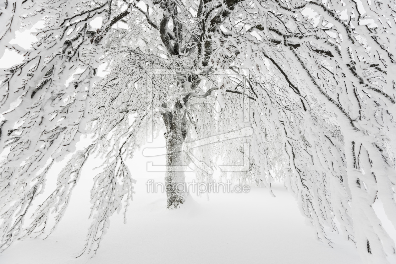 Bild-Nr.: 10813531 Winterbaum erstellt von danielschoenen
