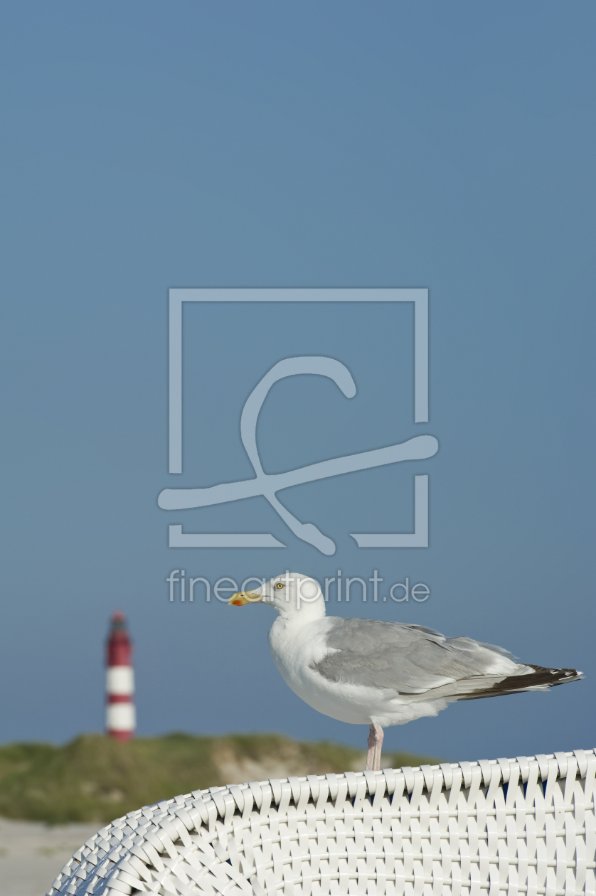 Bild-Nr.: 10814695 Möwe auf Amrum erstellt von danielschoenen