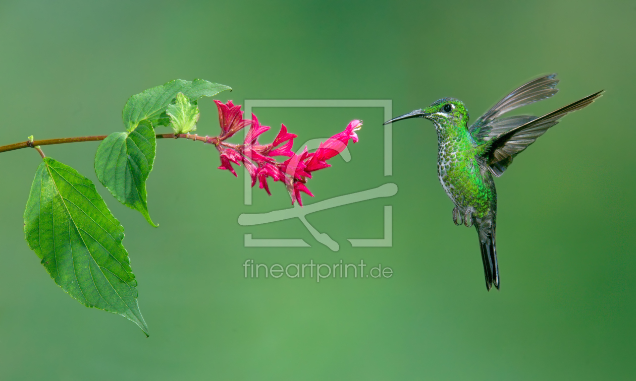 Bild-Nr.: 10815667 Grünstirn-Brillantkolibri erstellt von Jalil