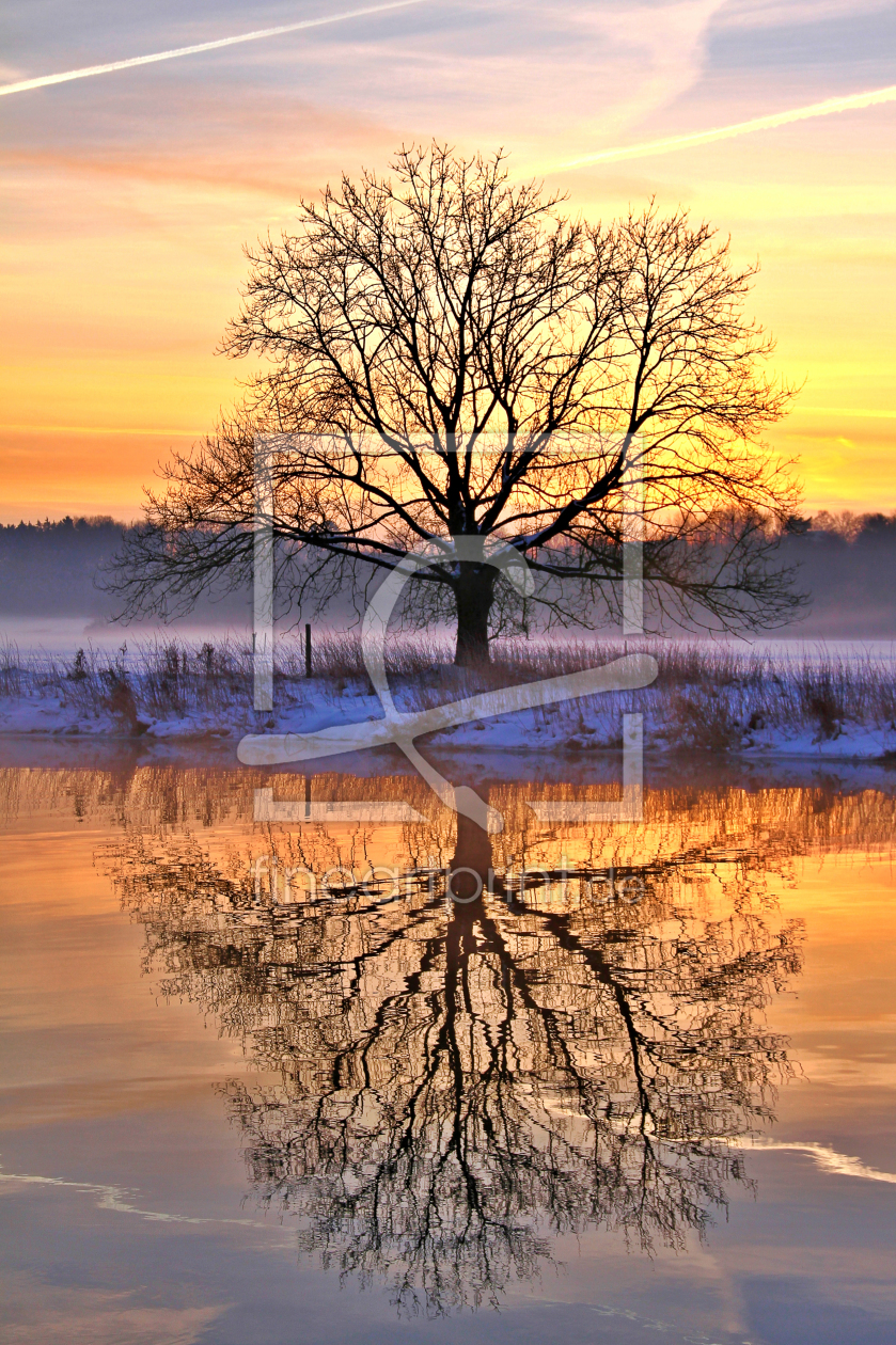 Bild-Nr.: 10817113 Der Baum vor Sonnenaufgang erstellt von falconer59