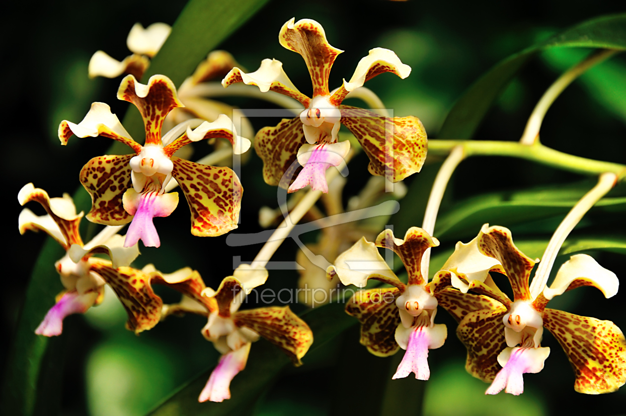 Bild-Nr.: 10820103 Orchidee Vanda erstellt von KundenNr-160338