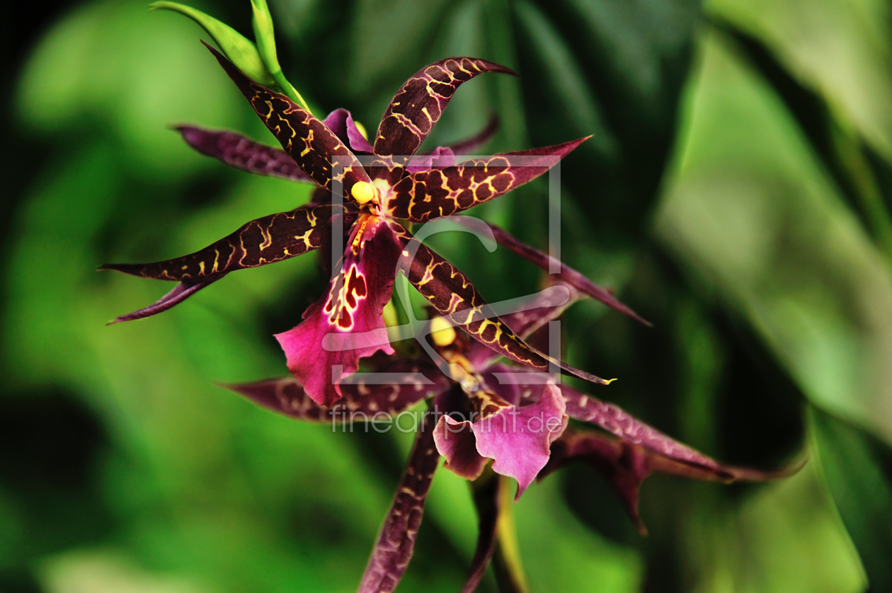 Bild-Nr.: 10820155 Orchidee Miltassia erstellt von KundenNr-160338